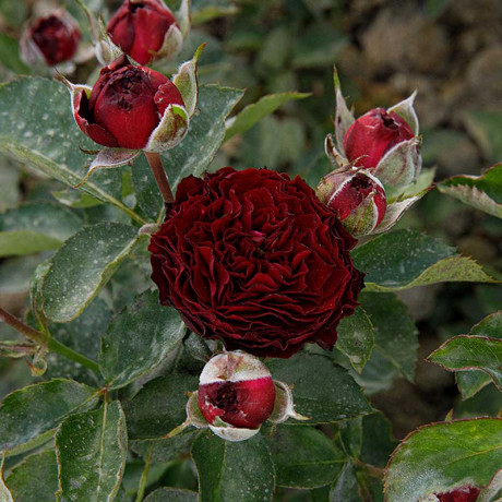 Роза спрей Рэд Сенсейшн Садовита