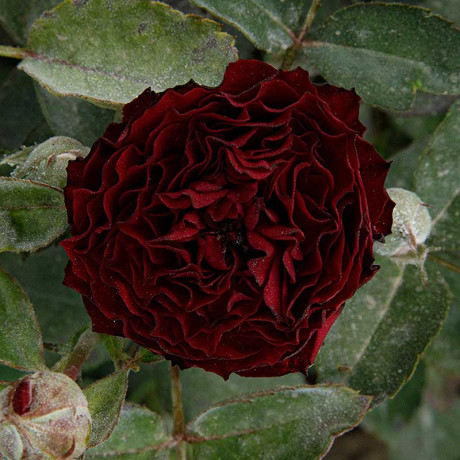 Роза спрей Рэд Сенсейшн Садовита