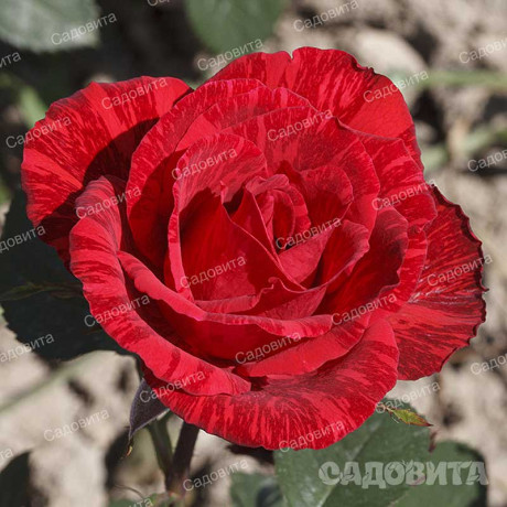 Роза чайно-гибридная Рэд Интуишн Садовита