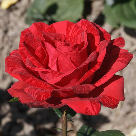 Роза чайно-гибридная Рэд Интуишн Садовита