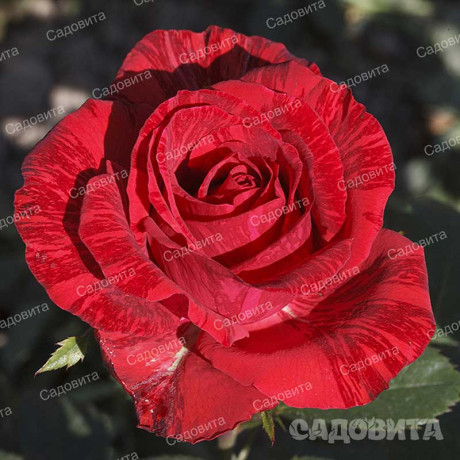 Роза чайно-гибридная Рэд Интуишн Садовита