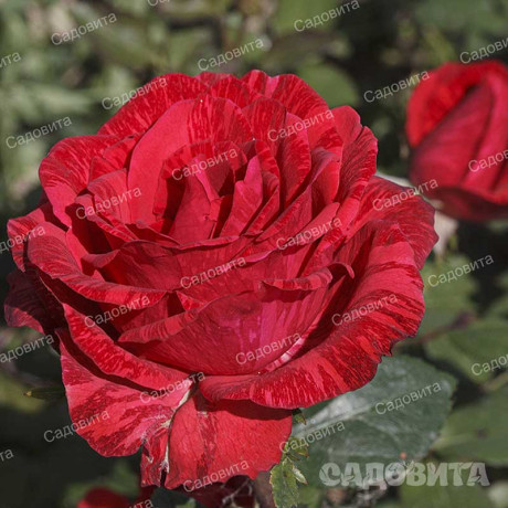 Роза чайно-гибридная Рэд Интуишн Садовита