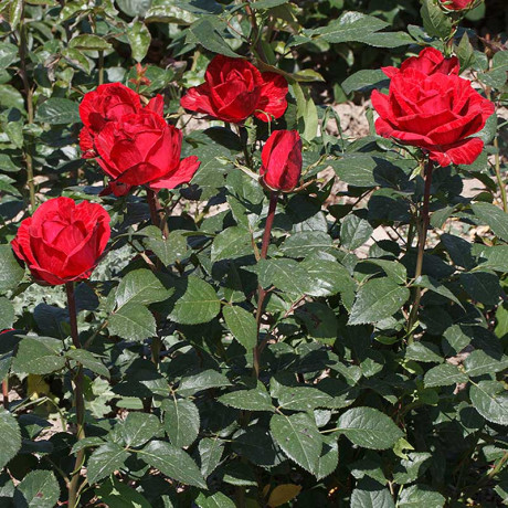 Роза чайно-гибридная Рэд Интуишн Садовита