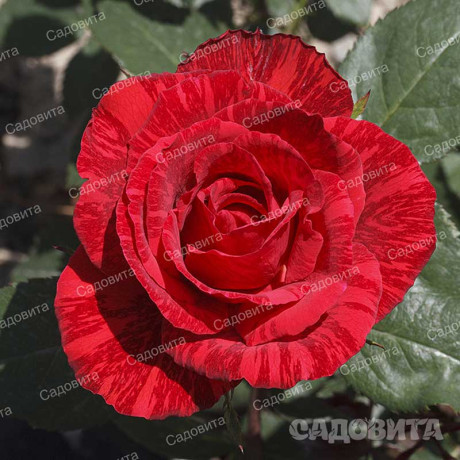 Роза чайно-гибридная Рэд Интуишн Садовита