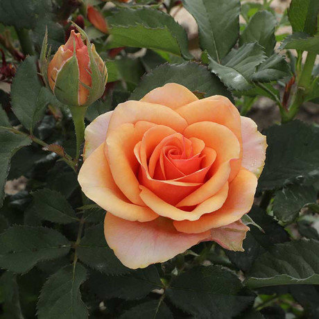 Роза чайно-гибридная Примадонна Садовита