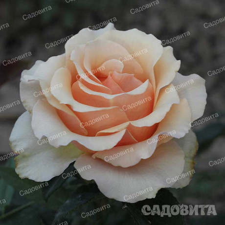 Роза чайно-гибридная Примадонна Садовита