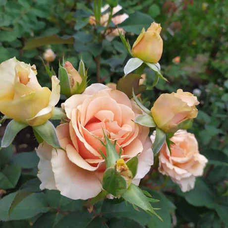 Роза чайно-гибридная Примадонна Садовита