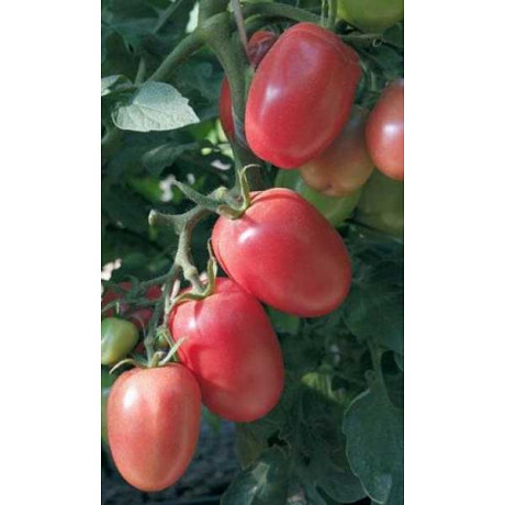 Семена Томат Новичок малиновый Марс Ц