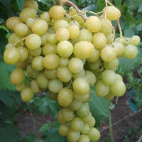 Виноград Тайна монаха Очень ранний Садовита