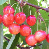 Черешня Брянская розовая Садовита