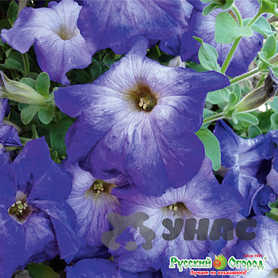 Петуния Экзотика Южная ночь НК Ц