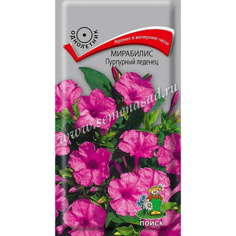Мирабилис Пурпурный леденец Поиск Ц