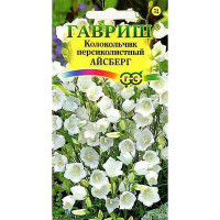 Колокольчик Айсберг белый персиколистный Гавриш Ц