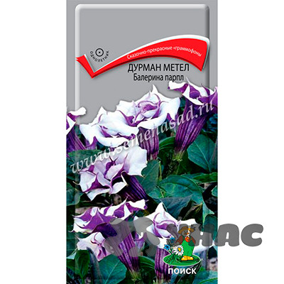 Дурман (Датура) метел Балерина Парпл Поиск Ц