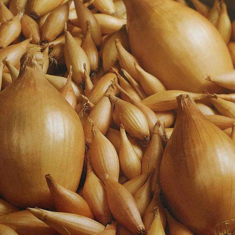 Лук-севок ОЛИНА 10-21 25кг +/-5% (цена за мешок)