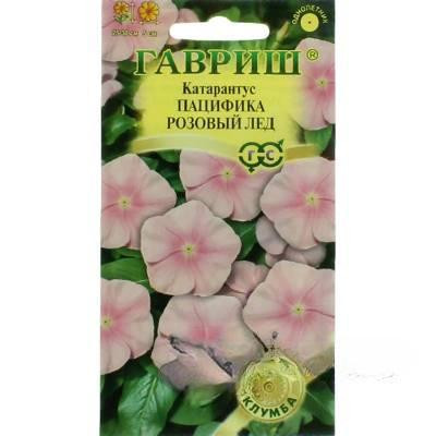 Катарантус Пацифика Розовый лед Гавриш Цх10