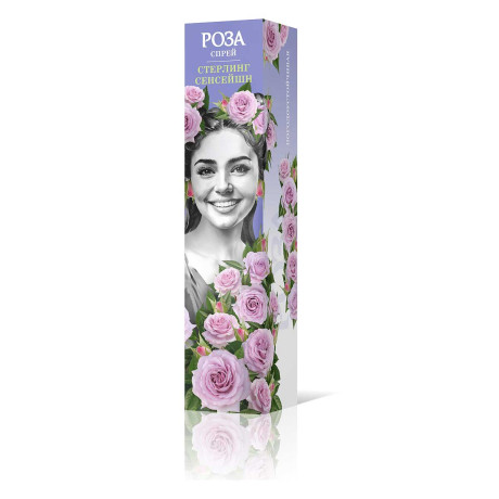 Роза спрей Стерлинг сенсейшн Садовита