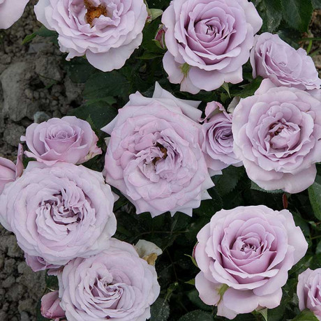 Роза спрей Стерлинг сенсейшн Садовита