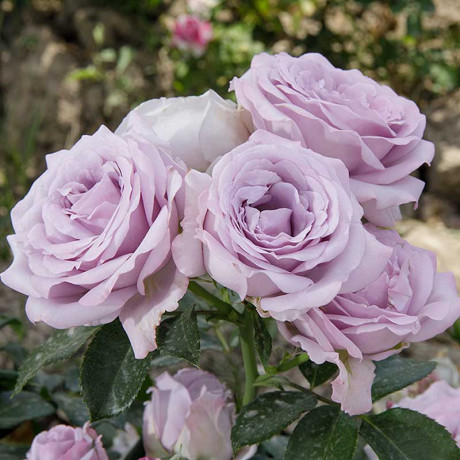 Роза спрей Стерлинг сенсейшн Садовита