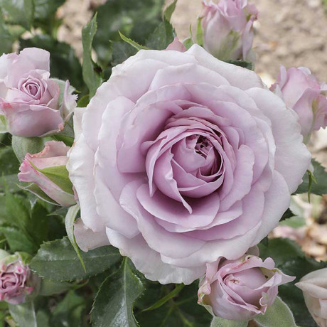 Роза спрей Стерлинг сенсейшн Садовита