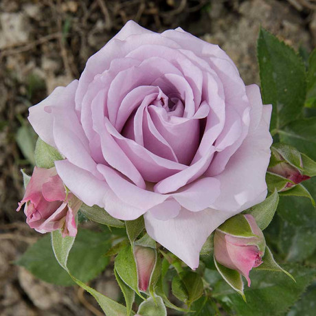 Роза спрей Стерлинг сенсейшн Садовита