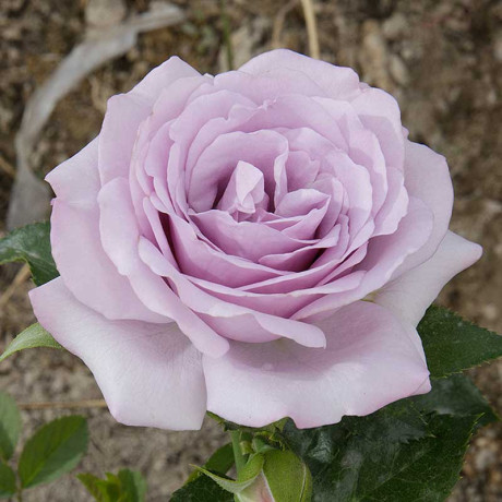 Роза спрей Стерлинг сенсейшн Садовита