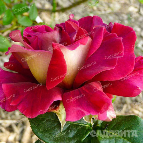 Роза чайно-гибридная Кроненбург Садовита