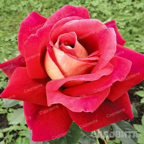 Роза чайно-гибридная Кроненбург Садовита