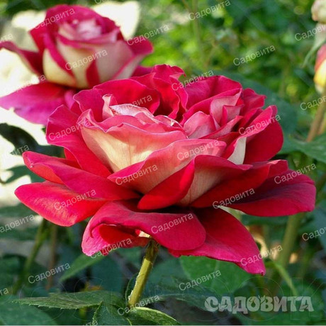 Роза чайно-гибридная Кроненбург Садовита