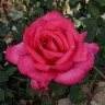 Роза чайно-гибридная Биг Перпл Садовита