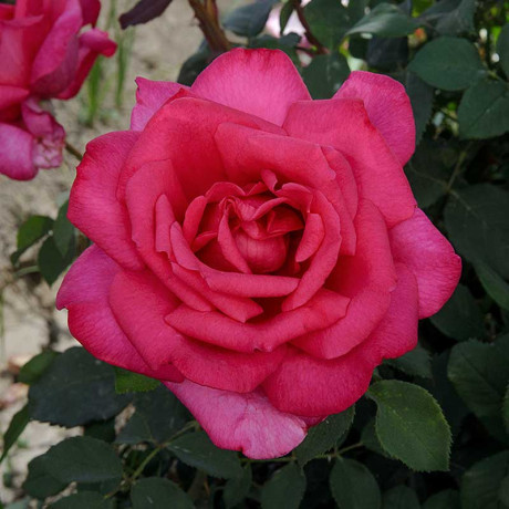Роза чайно-гибридная Биг Перпл Садовита