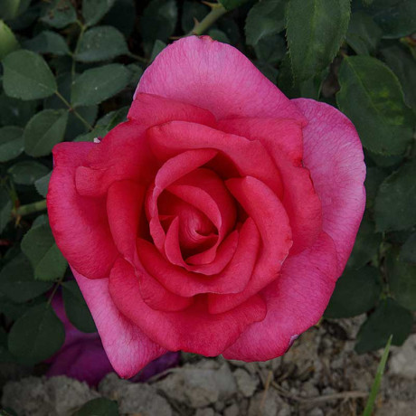 Роза чайно-гибридная Биг Перпл Садовита