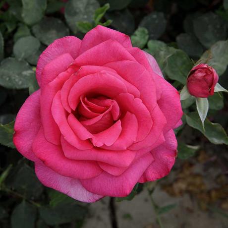 Роза чайно-гибридная Биг Перпл Садовита