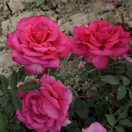 Роза чайно-гибридная Биг Перпл Садовита