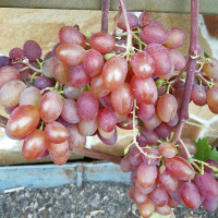 Виноград Юбилей Кострикина Очень ранний Садовита