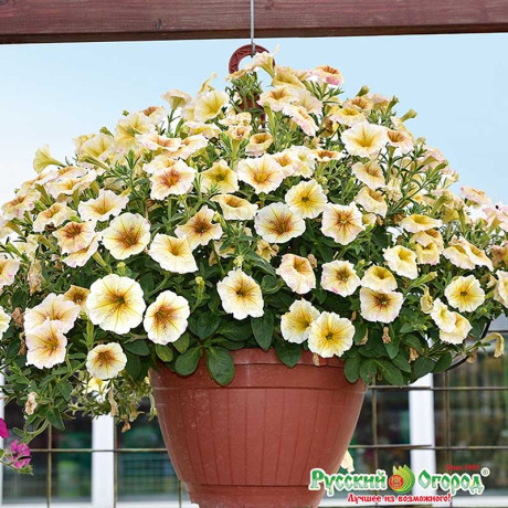 Петуния Аннушка НК Ц