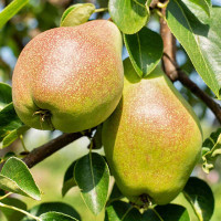 Груша Лада Садовита