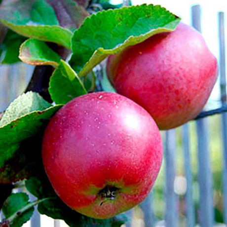 Яблоня Спартан (полукарлик) Садовита