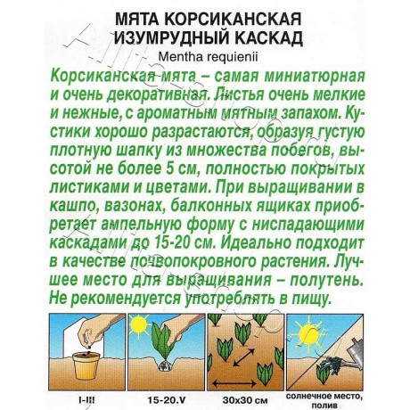 Семена Мята Изумрудный каскад Аэлита Ц х10