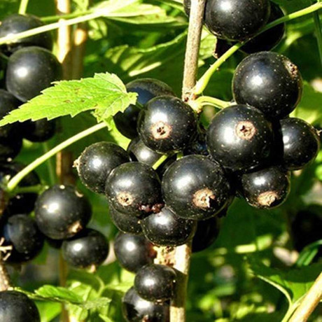 Смородина черная Ажурная Садовита