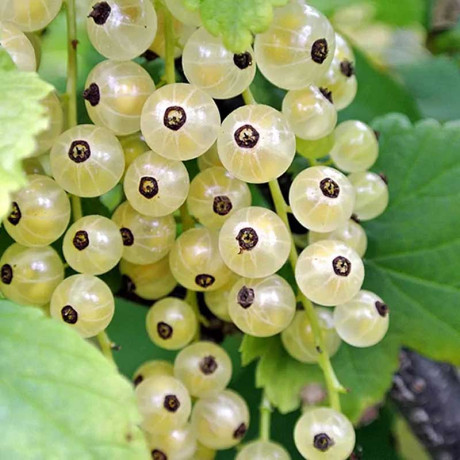 Смородина белая Беляна Садовита