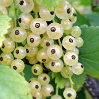 Смородина белая Беляна Садовита