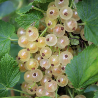 Смородина белая Белая булонь Садовита