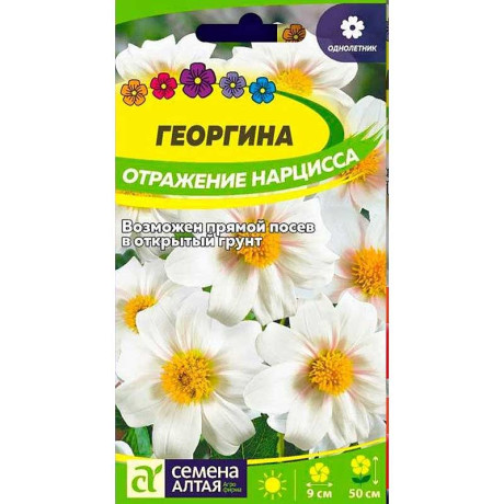 Георгин Отражение Нарцисса СемАлт Ц