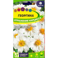 Георгин Отражение Нарцисса СемАлт Ц