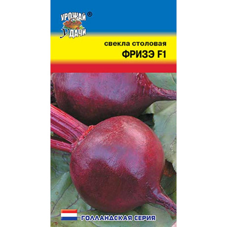 Свекла Фризэ Урожай у дачи Ц