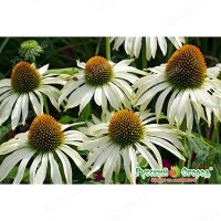 Рудбекия Белый Лебедь НК Ц