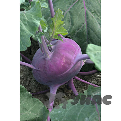 Капуста кольраби Северное Сияние НК Ц