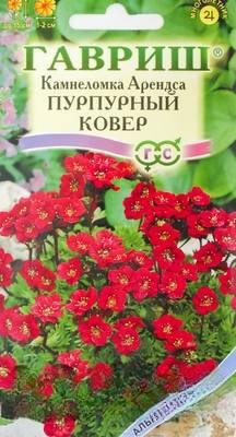 Камнеломка Арендса Пурпурный ковер Гавриш Ц