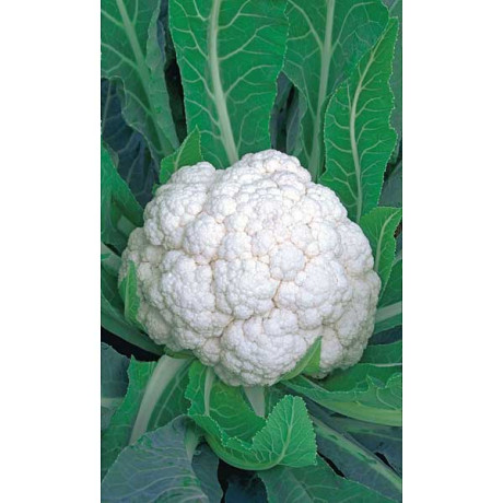 Капуста цв. Невеста Марс Ц